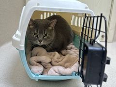 -爱妮康宠物医院·干细胞免疫细胞·肿瘤·心脏(张江店)