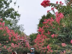 -武汉紫薇都市田园