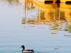 -团结湖公园