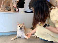 -浣熊柯尔鸭土拨鼠·电玩咖