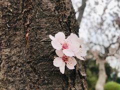 -北京十三陵国家森林公园蟒山景区
