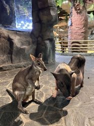 -Zoolung Zoolung动物主题公园(海信广场店)