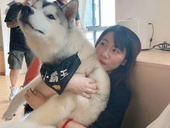 -Husky Go! 哈士奇体验馆·宠物咖啡厅狗咖
