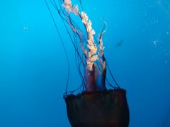 -太平洋海底世界