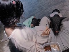 -浣熊柯尔鸭土拨鼠·电玩咖