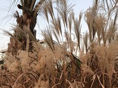 -上海植物园-4号门售票处