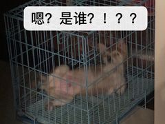 -翊宠yipet猫狗购宠庄园犬舍•猫舍