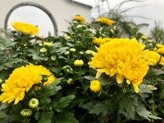 -都江堰玫瑰花溪谷