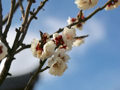 -木府
