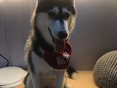 -Husky Go! 哈士奇体验馆·宠物咖啡厅狗咖
