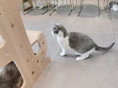 -飞行喵MR PILOT|猫舍·猫咖(静安大融城店)