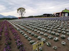 -富田农场