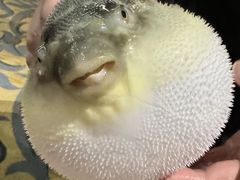 -肆月河豚·淮扬菜·湘菜(华天店)