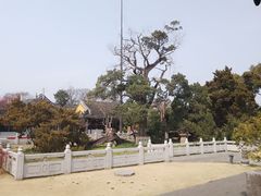 -司徒庙