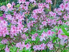 -莲花山公园