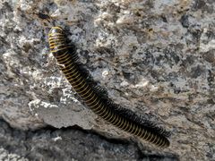 -碓臼峪自然风景区