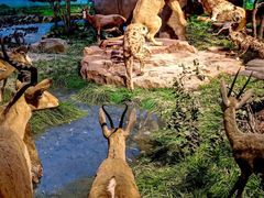 -国家自然博物馆