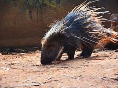 -云南野生动物园