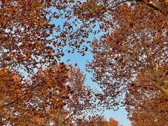 -三圣花乡旅游区