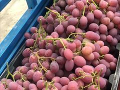 -金谷域澳洲庄园