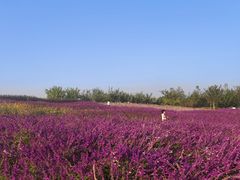 -上海滨江森林公园