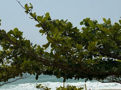 -三亚亚龙湾红树林度假酒店