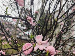 -武汉大学-樱园