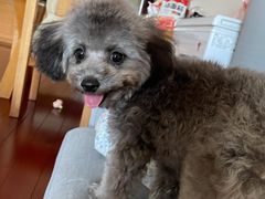 -多卡布奇宠物生活馆(上林世家店)