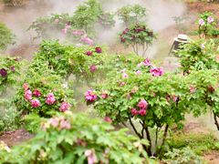 -北京西山国家森林公园