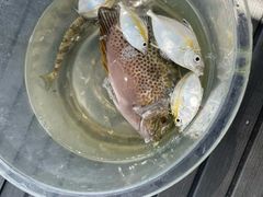 -小猫钓鱼海钓俱乐部(椰梦长廊店)