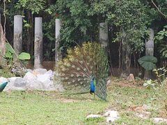 -深圳野生动物园