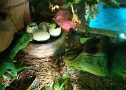 -恐龙探索乐园(磁器口店)