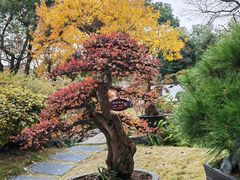 -上海醉白池公园