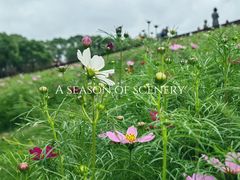 -花开海上生态园