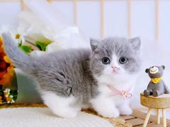 -70cat德文卷毛猫·缅因猫纯种猫舍