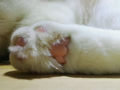 -喵的天空名猫咖啡馆·撸猫·猫舍·用品