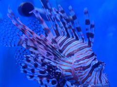 -太平洋海底世界