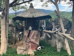 -清迈夜间动物园