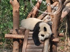 -成都大熊猫繁育研究基地