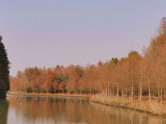 -上海海湾国家森林公园