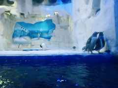 -华夏文旅海洋公园