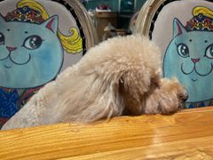 -more than meow吴止猫主题餐厅(承德 中船汇店)