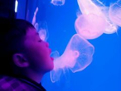 -芜湖新华联大白鲸海洋公园