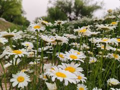 -汉长安城未央宫国家考古遗址公园