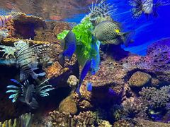 -上海海洋水族馆