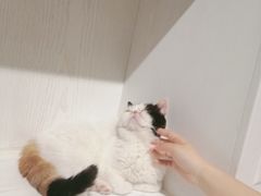 -猫小院猫主题餐厅(三里屯店)
