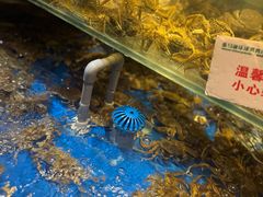 -亚马逊蒸汽活海鲜自助(LCM置汇旭辉广场店)