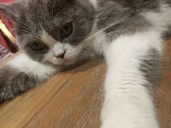 -猫色咖啡·猫咖