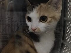 -瑞派名望志远动物医院·猫科·內科·异宠专科(直港大道店)