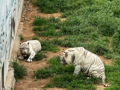 -西霞口神雕山野生动物世界